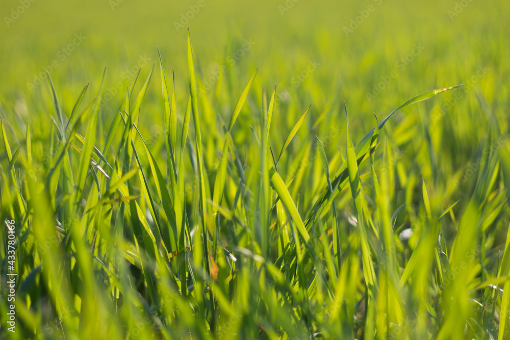 Frisches grünes Gras Frisches grünes Gras