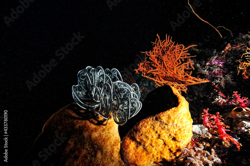 A picture of a crinoid