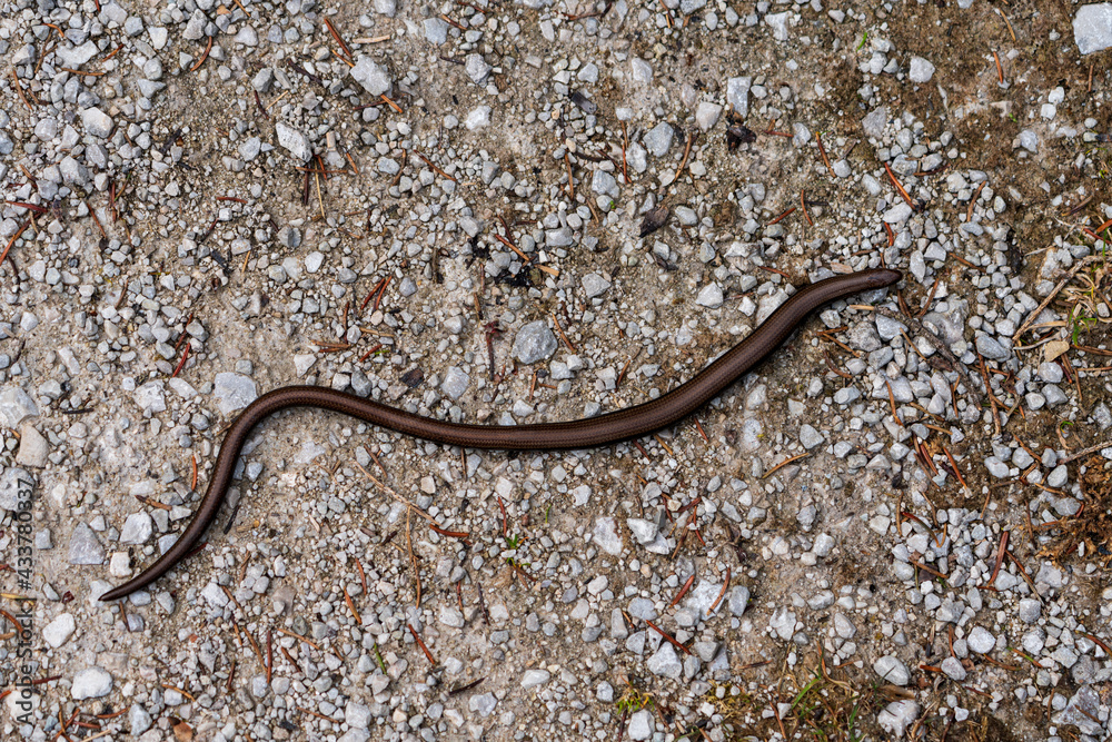 Blindschleiche Blindschleiche