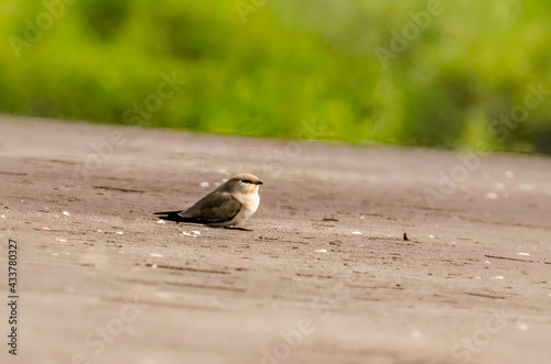 small pratincole roosting on beach photo