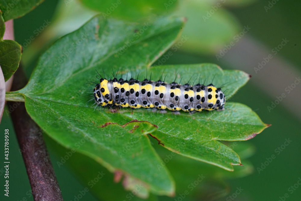 Closeup of the colorful caterpillar of the figure of eight moth,  Diloba caeruleocephala on a leaf of Common hawthorn , Crataegus monogyna