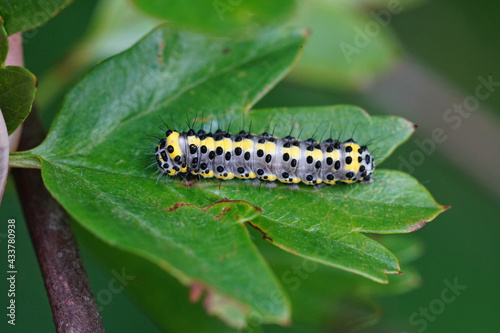 Closeup of the colorful caterpillar of the figure of eight moth,  Diloba caeruleocephala on a leaf of Common hawthorn , Crataegus monogyna © Henk