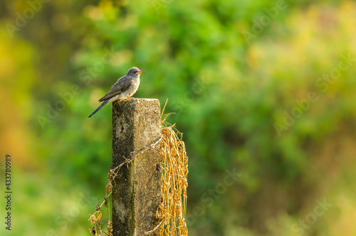 Common Hawk-Cuckoo sitting on a fencing pole in search of the food photo