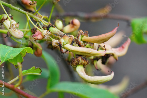 Closup on the pocket plum gall as the result of a fungal infection caused by the rare Taphrina padi on bird cherry, Prunus padi photo