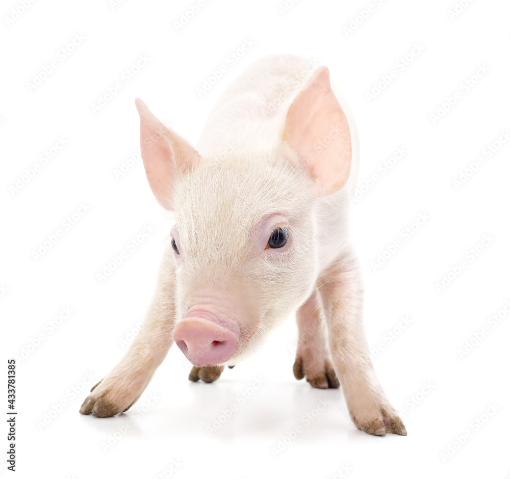 Little pink pig. Little pink pig.