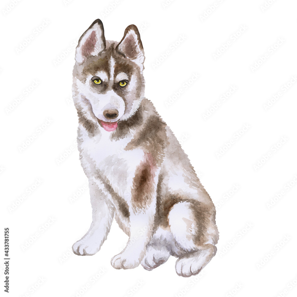 Husky puppy watercolor closeup portrait isolated on white background. Alaskan  Malamute funny dog showing tongue. Hand drawn sweet home pet. Popular large  sled-type breed dog clip art sublimation Stock Illustration | Adobe