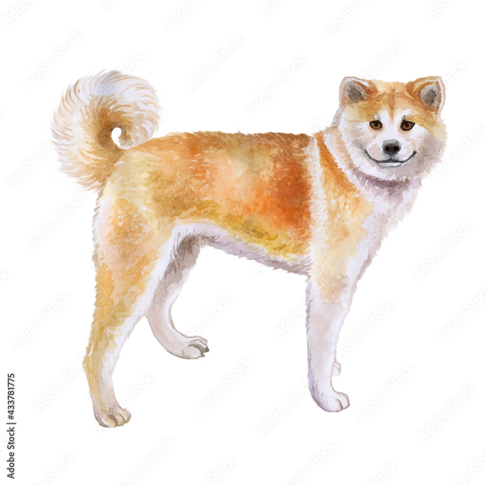 Red Japanese Akita dog watercolor closeup pet portrait isolated on