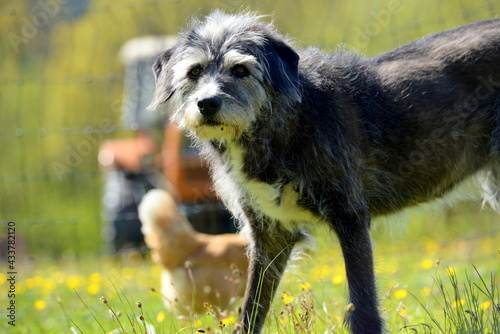 Alter Mischlingshund im Gras photo