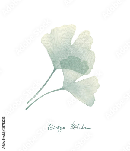 Ginkgo or Gingko Biloba leaves. Nature botanical illustration, herbal medicine graphic in green isolated over white.