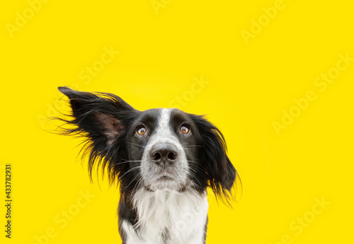 attentive listening border collie dog looking at camera, Isolated on yellow background.