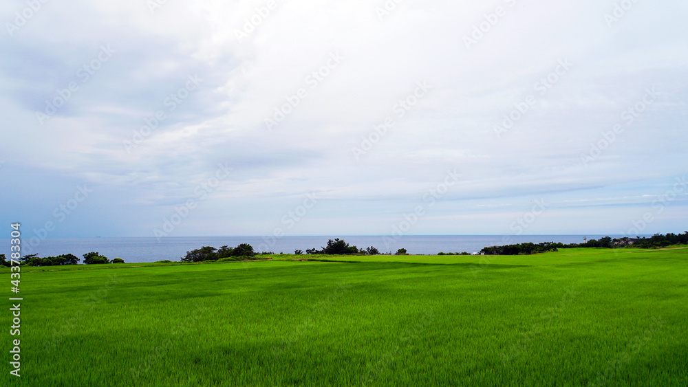 一面緑の田んぼと遠くに見える日本海