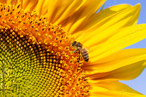 Honey bee sits on a sunflower.
