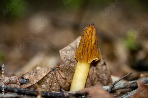 Morel mushroom in the forest.