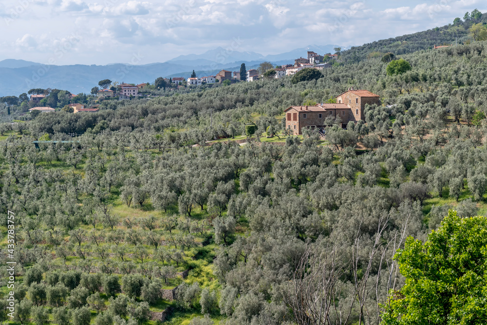 Beautiful landscape with expanses of olive trees in Anchiano, Florence, Italy, near the birthplace of Leonardo da Vinci