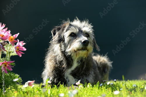 Alter Mischlingshund im Gras photo