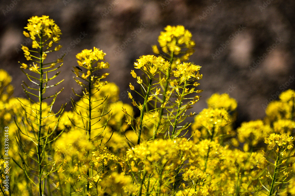 detail of the flowers of the pajonera grass