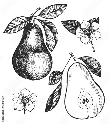 Hand drawn vintage pear and pear flower. Ideas for postcards, souvenirs, invitations.