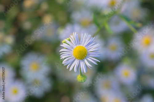 White wild flower on a meadow with defocused background