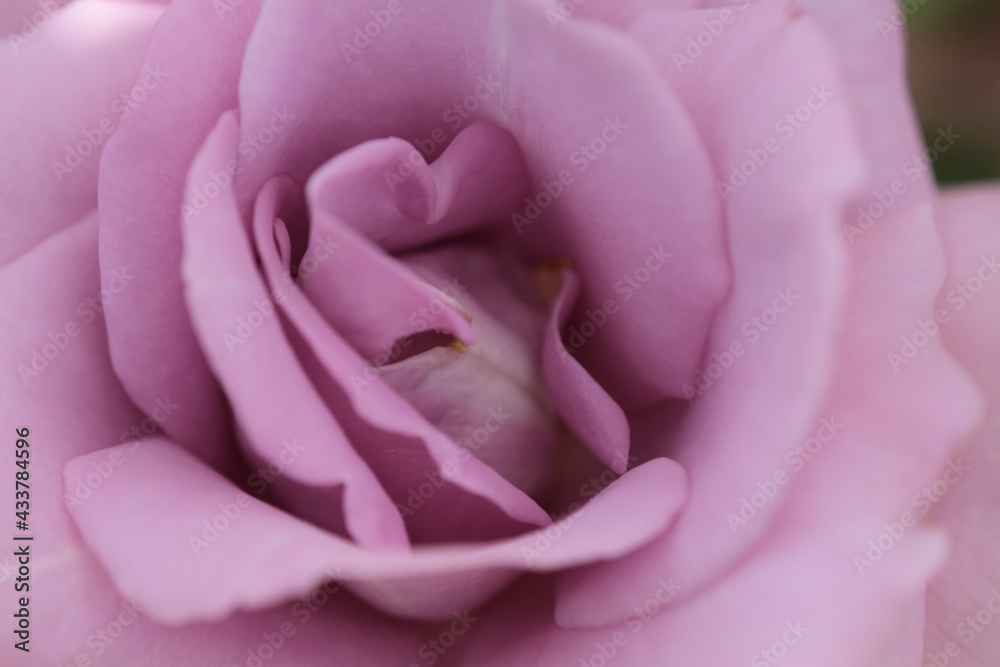 The roses are in full bloom.