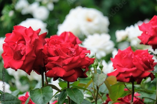                                      Red rose at rose garden 