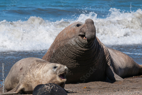 Elephant seal couple mating, Peninsula Valdes, Patagonia, Argentina