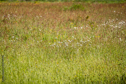 CAMPAGNE