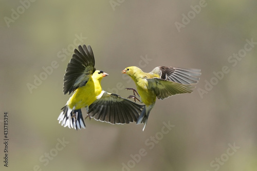 Male and Female Goldfinch having a midair dispute by the bird feeder on spring day