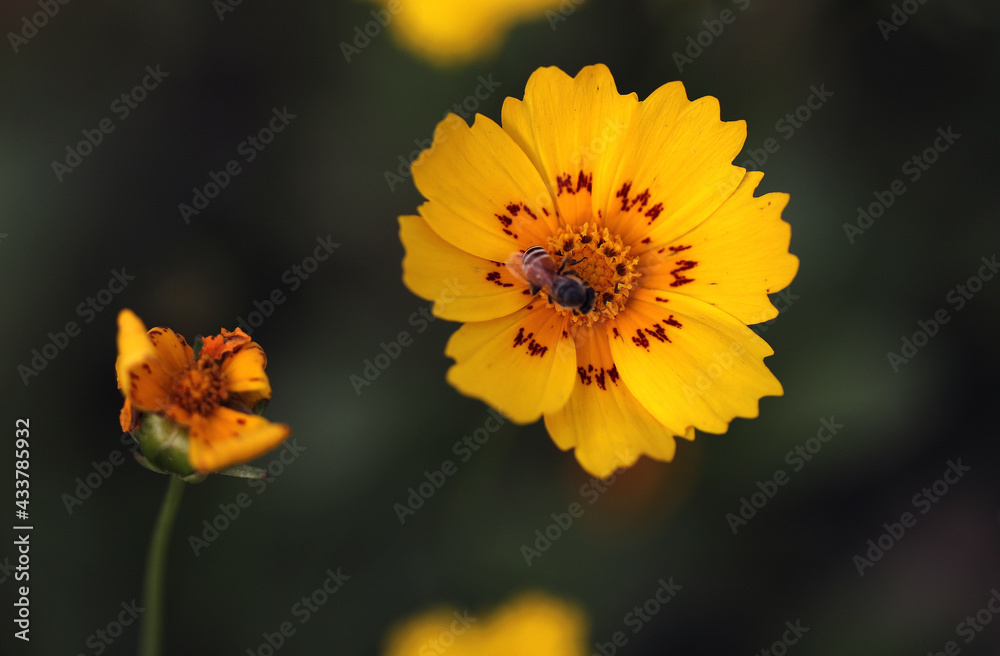 Beautiful plants, flowers and landscape. Beautiful plants, flowers and landscape.