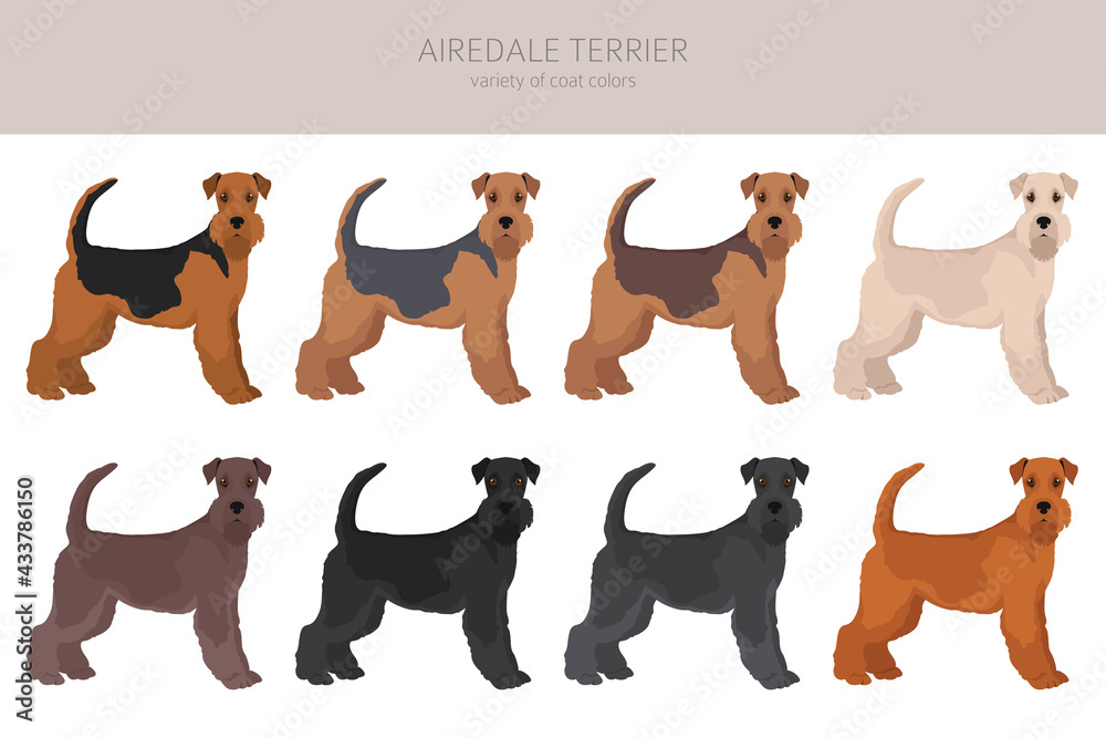 Airedale terrier all colours clipart. Different coat colors set.