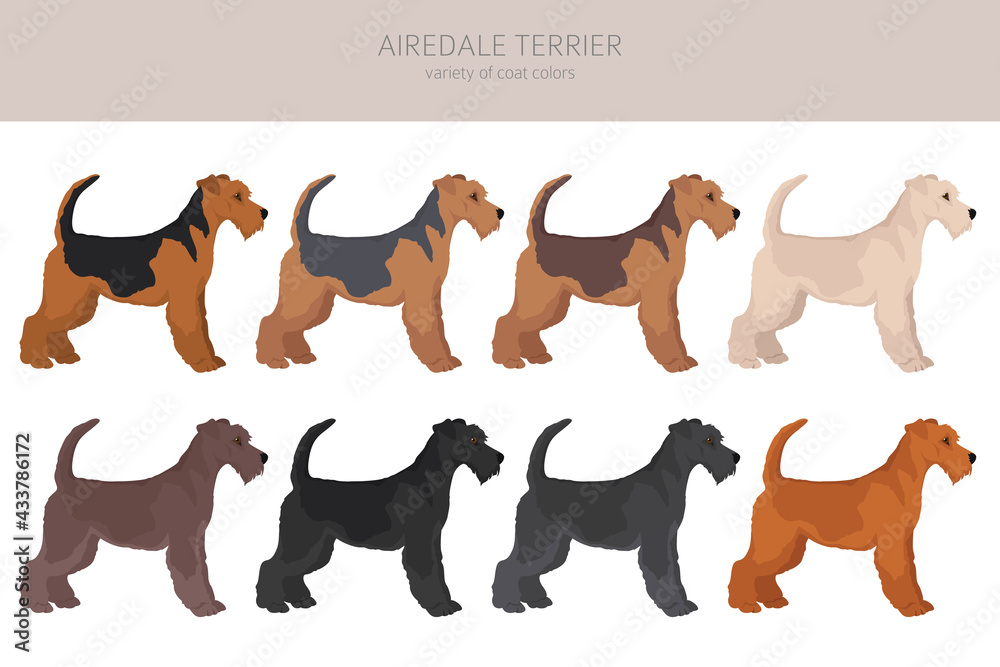 Airedale terrier all colours clipart. Different coat colors set.