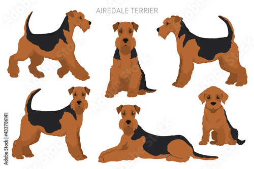 Airedale terrier all colours clipart. Different coat colors set.