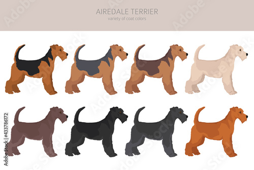 Airedale terrier all colours clipart. Different coat colors set.