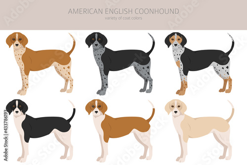 American englisn coonhound all colours clipart. Different coat colors set.