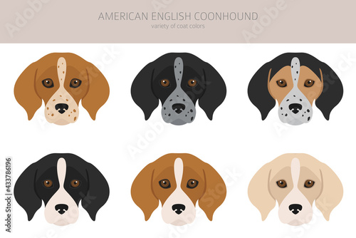 American englisn coonhound all colours clipart. Different coat colors set.