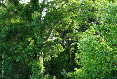 Forest Greenery