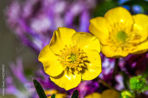 beautiful yellow blooming ducklings, the background of spring flowers, they are fond of insects