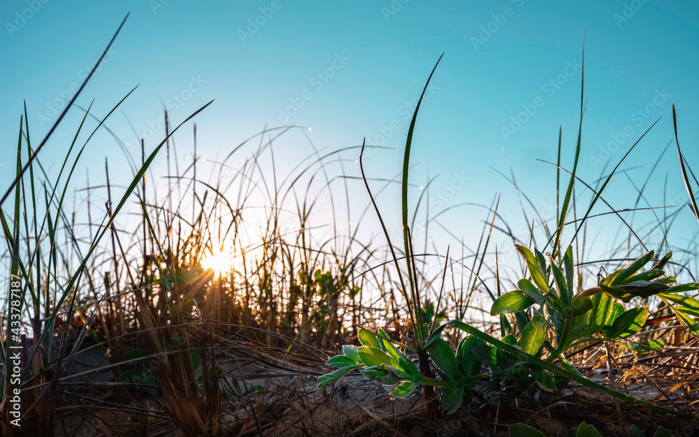 Wild Plants Silhouette at Sunrise over Sand Dunes on Cape Cod