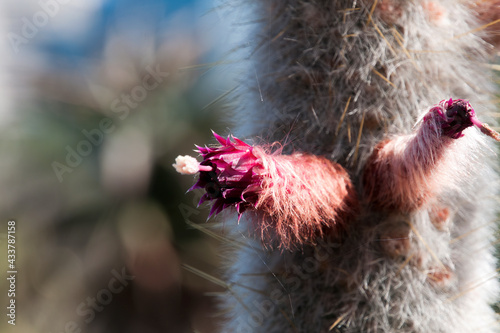 Sydney Australia, pink flower of a Cleistocactus strausii or silver torch cactus native to Bolivia photo