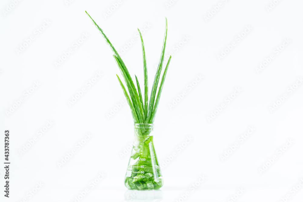 Aloe vera essential oil on tropical leaves background,Fresh Aloe vera sliced with plant and water droplets isolated on white background. Aloe vera essential oil on tropical leaves background,Fresh Aloe vera sliced with plant and water droplets isolated on white background.