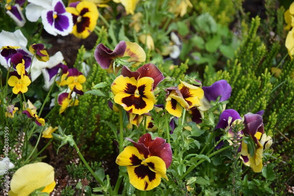 Obraz premium Bratki w ogrodzie