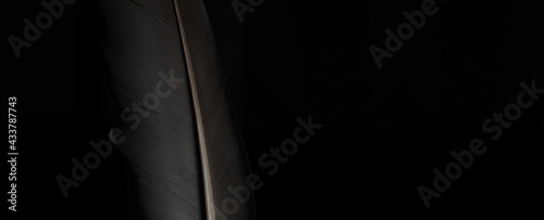 Obraz na plátně Black and white image of a piece of bird feathers, close-up,Black macro feather,