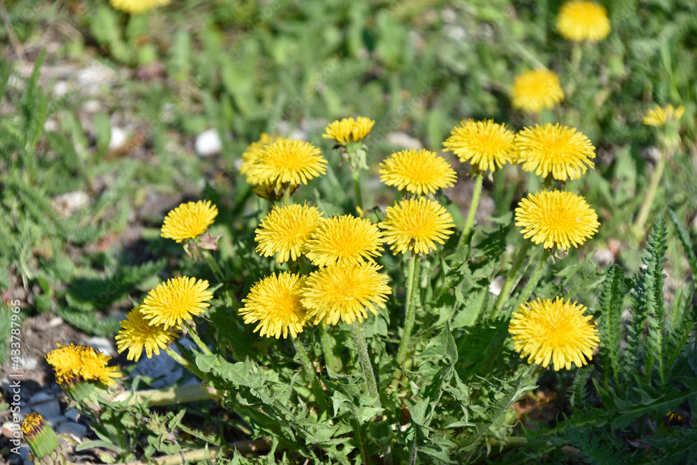 Yellow flowers of dandelion meadow in summer Yellow flowers of dandelion meadow in summer