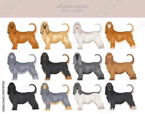 Afghan hound all colours clipart. Different coat colors set
