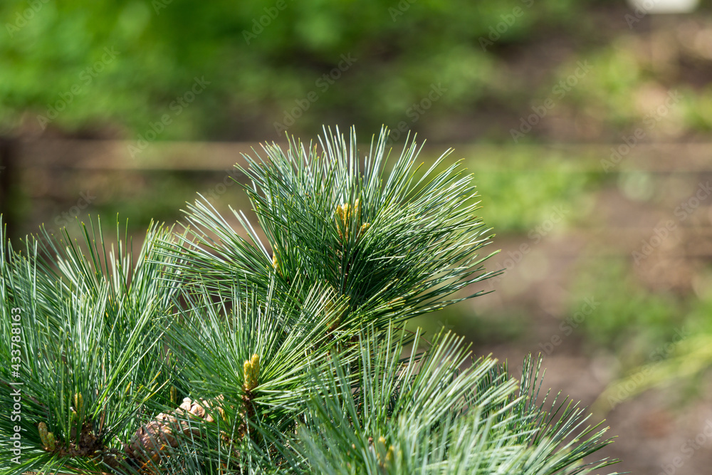 Fresh green pine needles in spring with bokeh