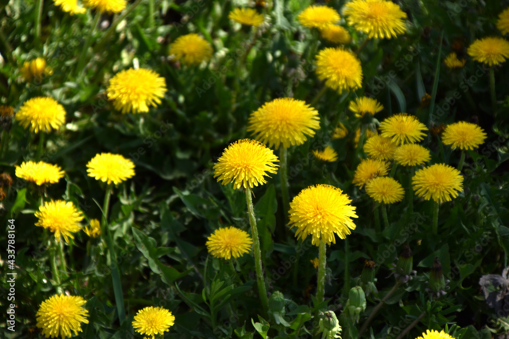Yellow flowers of dandelion meadow in summer Yellow flowers of dandelion meadow in summer