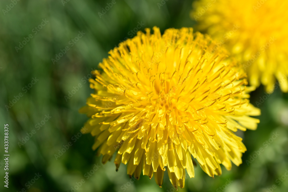 Yellow dandelion flowers macro photography in summer Yellow dandelion flowers macro photography in summer