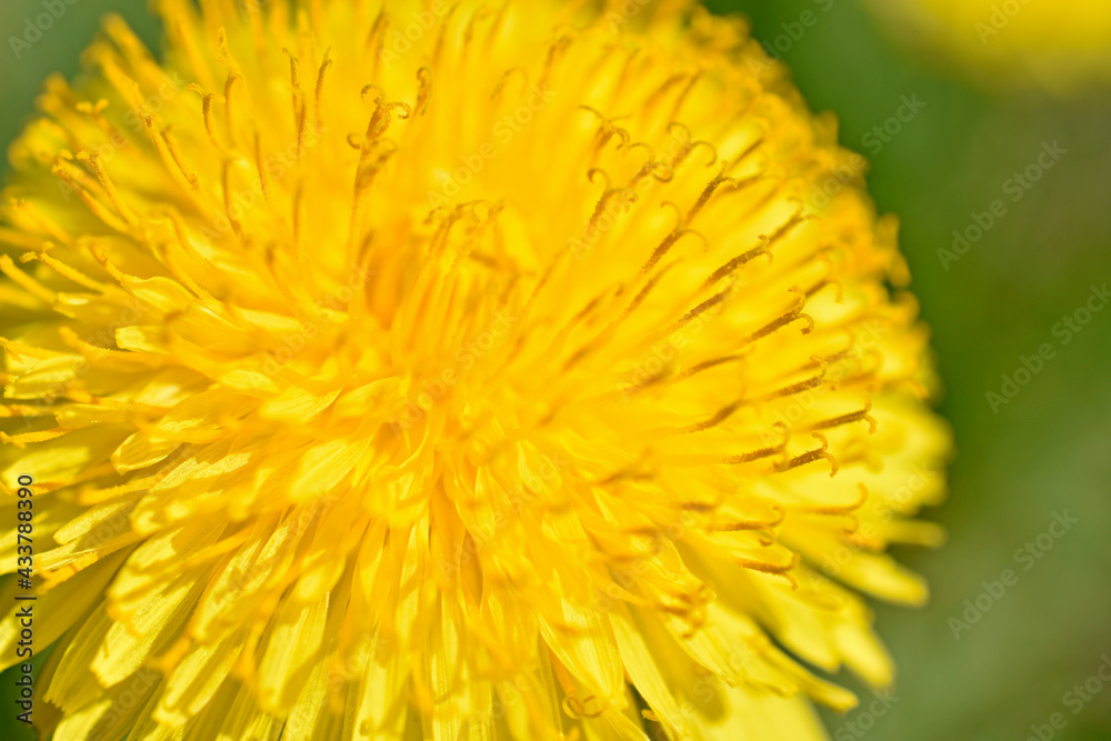 Yellow dandelion flowers macro photography in summer Yellow dandelion flowers macro photography in summer