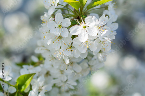 Fototapeta Naklejka Na Ścianę i Meble -  white cherry blossom