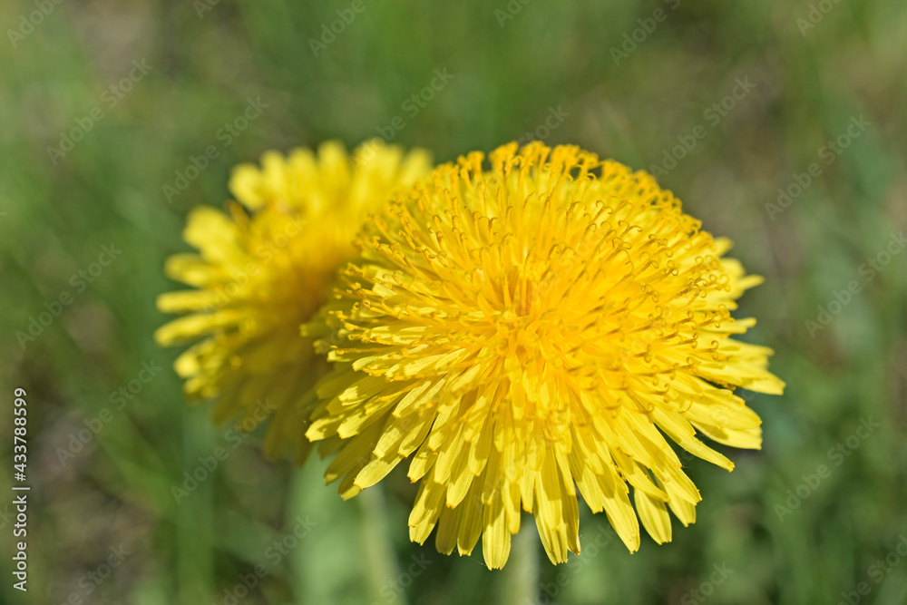 Yellow dandelion flowers macro photography in summer Yellow dandelion flowers macro photography in summer