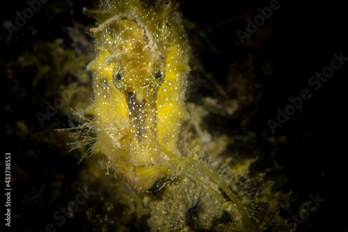 Yellow seahorse in the Mediterranean sea - Hippocampus guttulatus